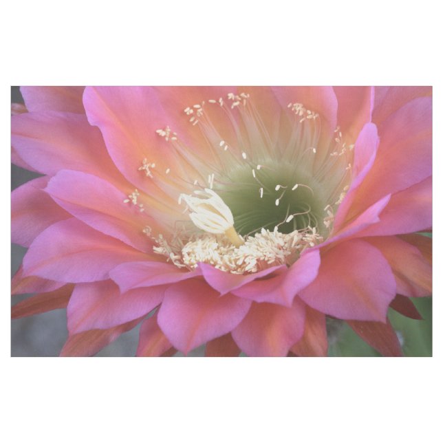 Tecido Flor rosa de Cactus no deserto (Jarda)