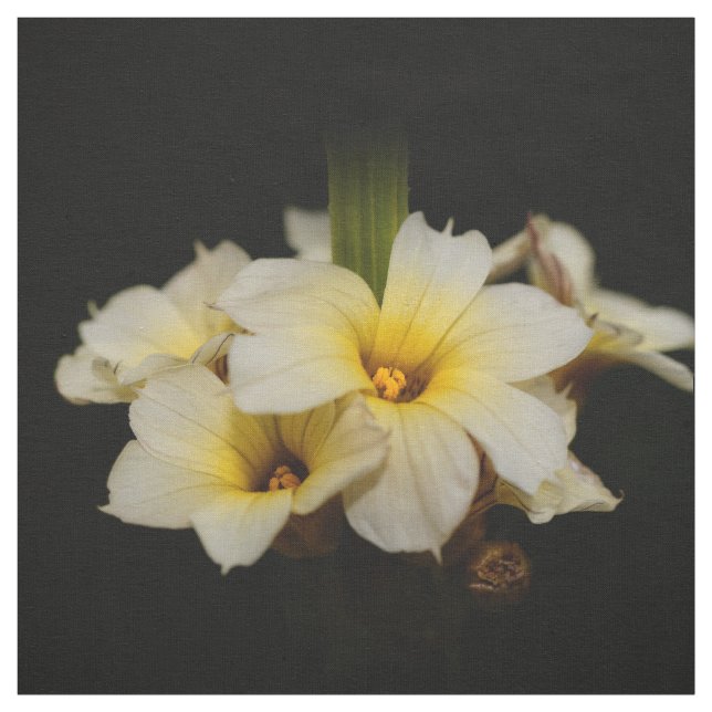 Tecido Flores de Satin Elegantes em Preto (Modelo)
