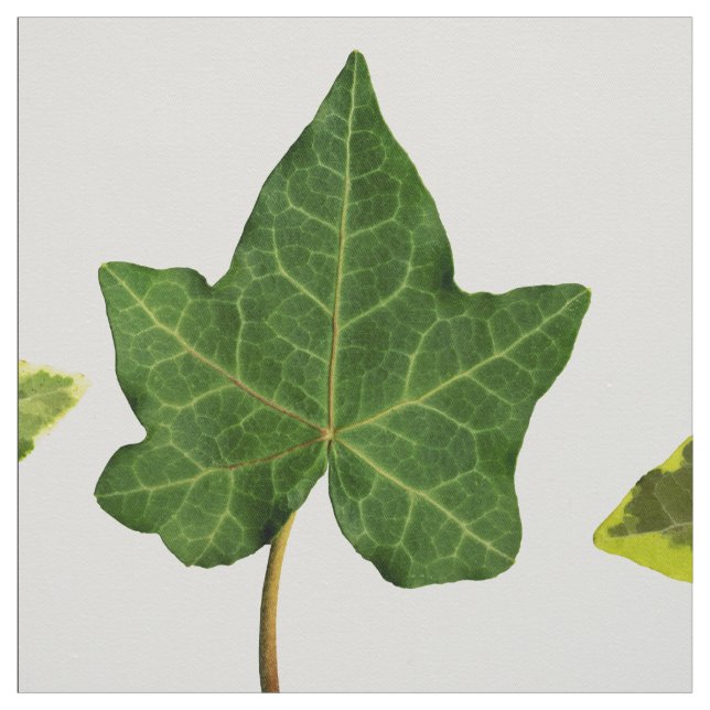 Tecido Folhas inglesas da hera (Modelo)