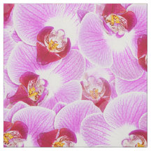 Foto brilhante da natureza da orquídea da BG do