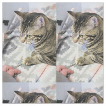 Gato