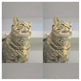 Tecido Gato