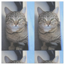 Tecido Gato