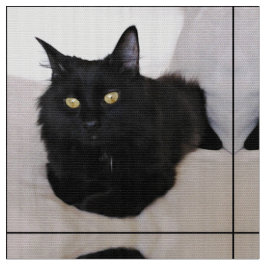 Tecido Gato no sofá