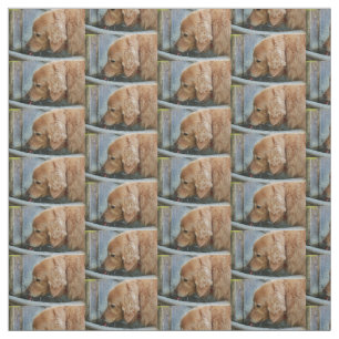 Tecido golden retriever que bebe de uma parte traseira da