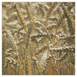 Tecido Grama temático, secada do close up ou trigo no