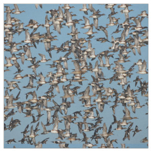 Tecido Incrível Patos de inverno no voo