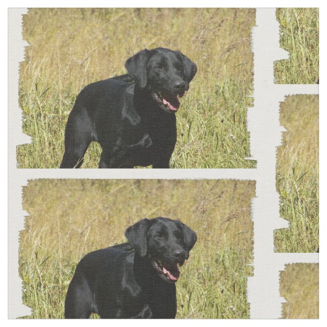 Tecido labrador-retriever-25.jpg (Detalhe)