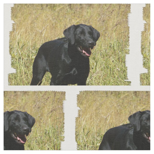 Tecido labrador-retriever-25.jpg (Detalhe)