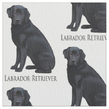 Labrador retriever preto