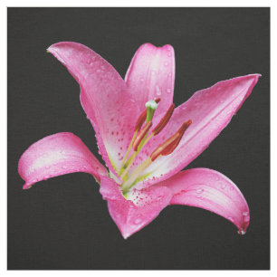 Tecido Lily Lilium Stargazer, Flor Elegante Rosa