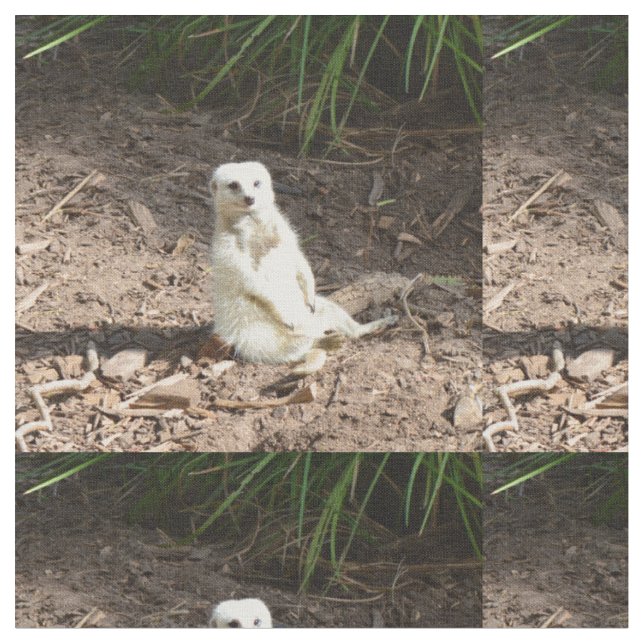 Tecido Modelo na Natureza: White Meerkat Posing for Camer (Detalhe)