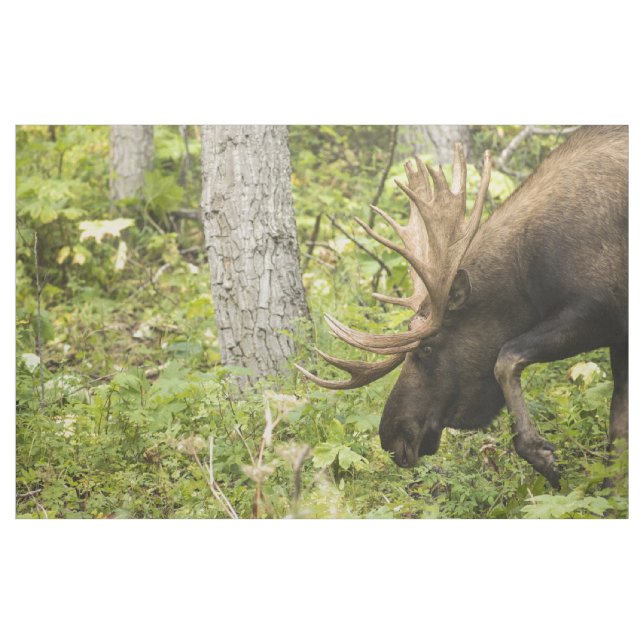 Tecido Moose Sensante (Jarda)