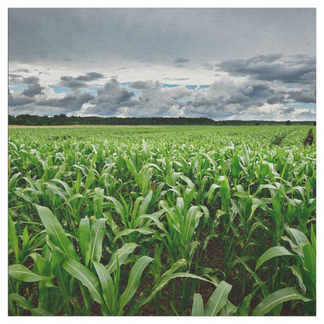 Tecido No campo de milho (Modelo)