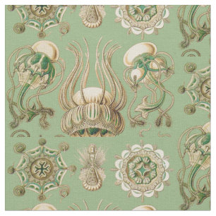 Tecido O Narcomedusae de Ernst Haeckel