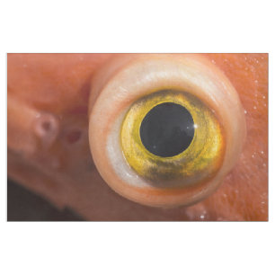Tecido Olho De Peixe-Foguete
