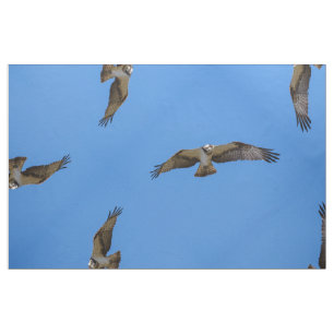 Tecido Osprey do vôo com um alvo na vista