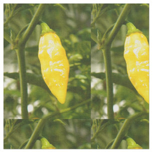 TECIDO PIMENTA DE ST AUGUSTINE DATIL