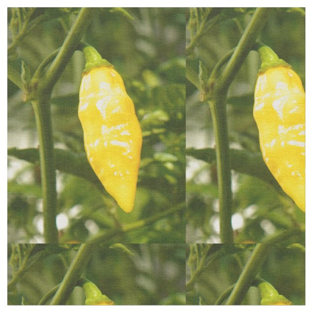 TECIDO PIMENTA DE ST AUGUSTINE DATIL (Detalhe)