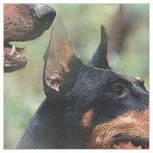 Pinscher do Doberman nas madeiras