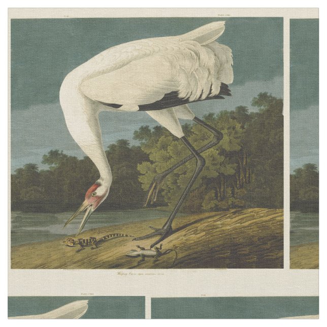 Tecido Pintura de pássaros Audubon Crane Whoping (Detalhe)