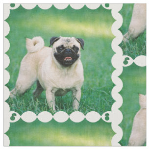 Tecido Pug Poised