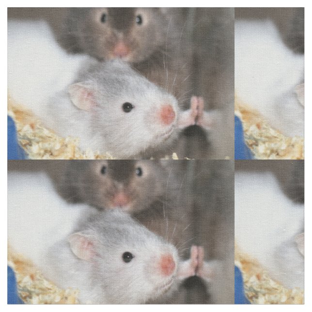 Tecido Quanto custa esse hamster na janela? (Detalhe)