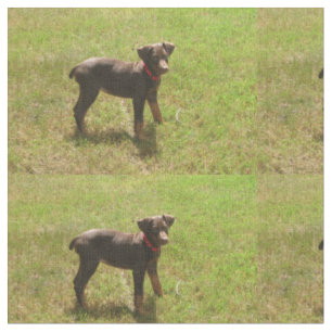 Tecido Red_doberman_puppy.png