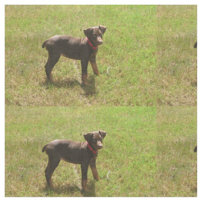 Tecido Red_doberman_puppy.png (Detalhe)