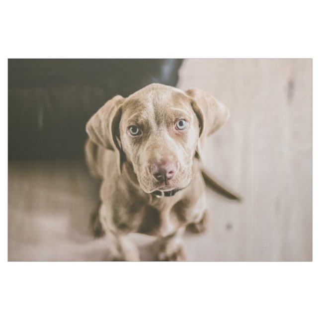 Tecido Retrato de cão (Jarda)
