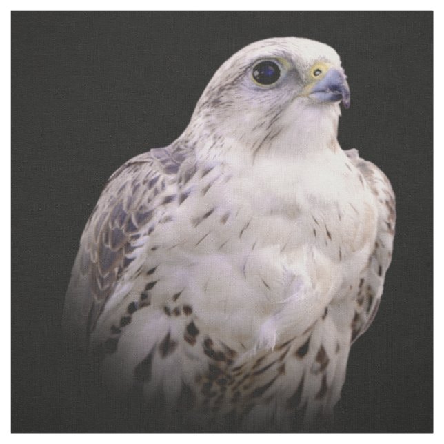 Tecido Retrato Vignetado de Falcão de Saker Inquisitivo (Modelo)