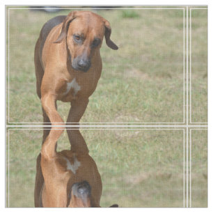 Tecido Rhodesian Ridgeback que Prancing