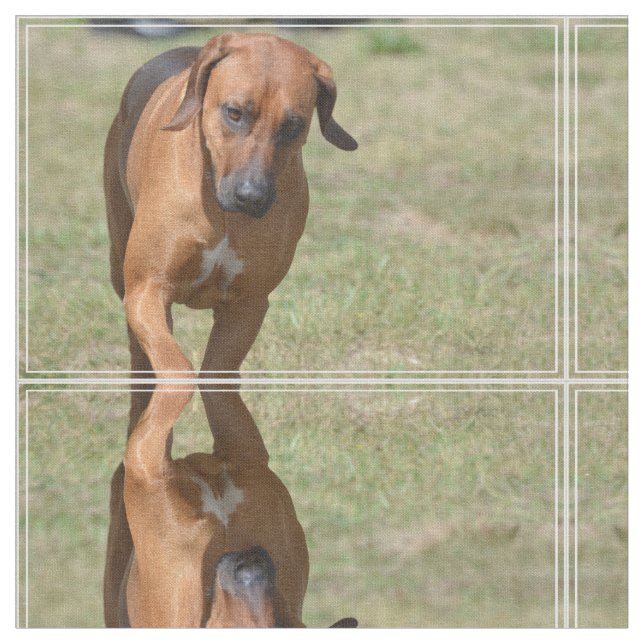 Tecido Rhodesian Ridgeback que Prancing (Detalhe)
