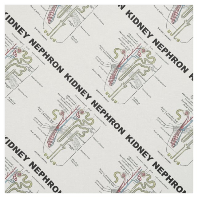 Tecido Rim Nephron Gray's Anatomy Textbook  (Modelo)