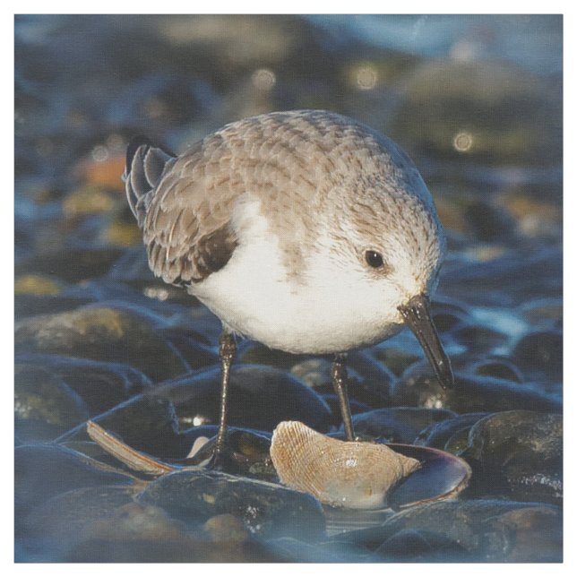 Tecido Sanderling Cute Sandpiper Shorebird Dines em Clam (Modelo)