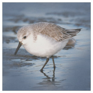 Tecido Sanderling pequeno bonito na praia