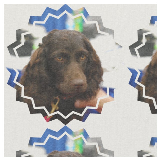 Tecido Spaniel de Boykin (Detalhe)