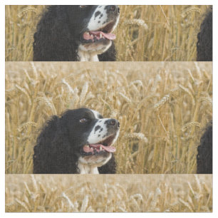 Tecido spaniel de springer inglês em wheat.png