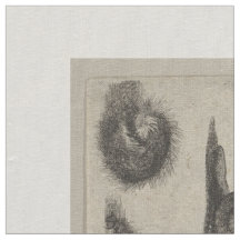 Tapeçaria dos Lepidoptera da entomologia dos