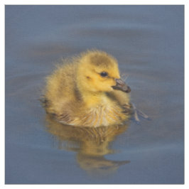 Tecido Tiny Swimmer: Canadá Gosling