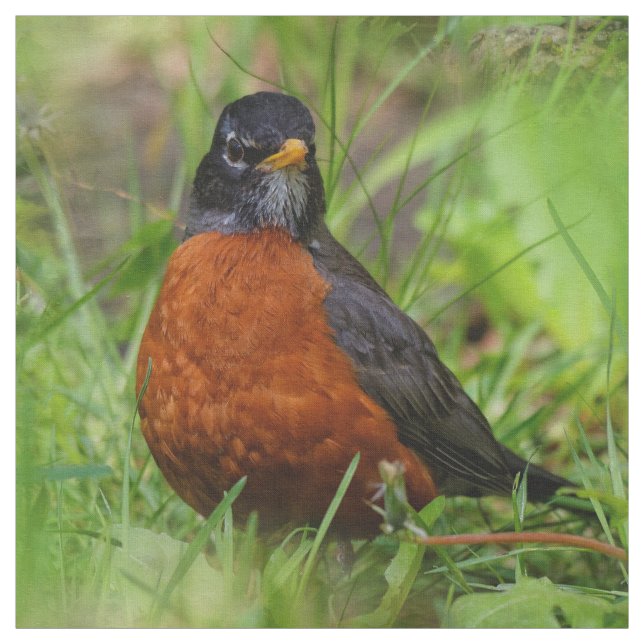 Tecido Um Robin Americano curioso e esperançoso (Modelo)