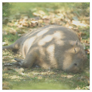 Tecido Uma bela Capybara Sonha no Sol de Verão