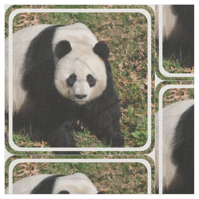 Tecido Urso de panda impertinente (Detalhe)
