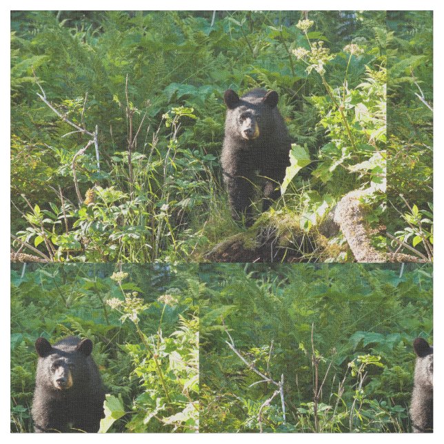 Tecido Urso Preto Curioso (Detalhe)