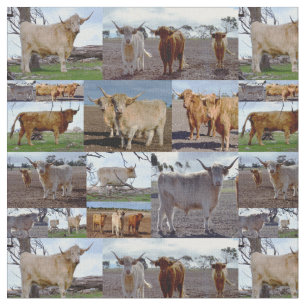 Tecido Vacas Em Highland Em Uma Colagem De Fotos,