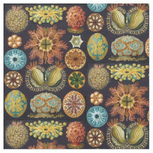 Tecido Vida do oceano do Ascidiae de Ernst Haeckel