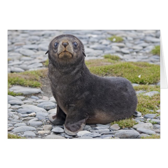 Tem peixe? Cartão (Frente Horizontal)