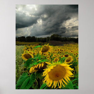 Tempestade de agosto, poster
