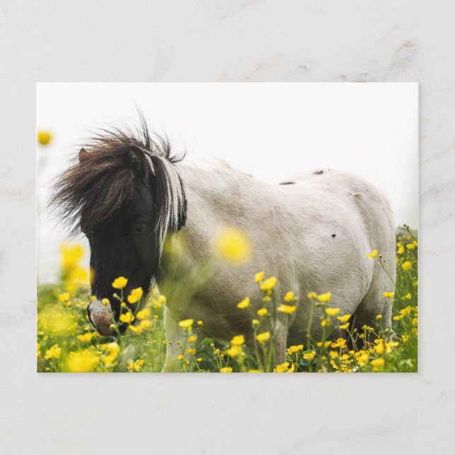 Tempestade num cartão postal (Frente)