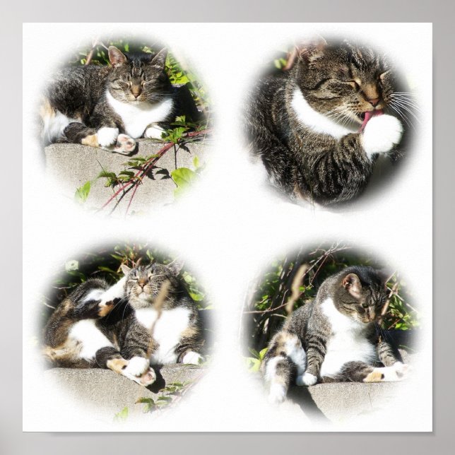 Tempo De Lazer De Um Impressão De Colagem De Gato (Frente)